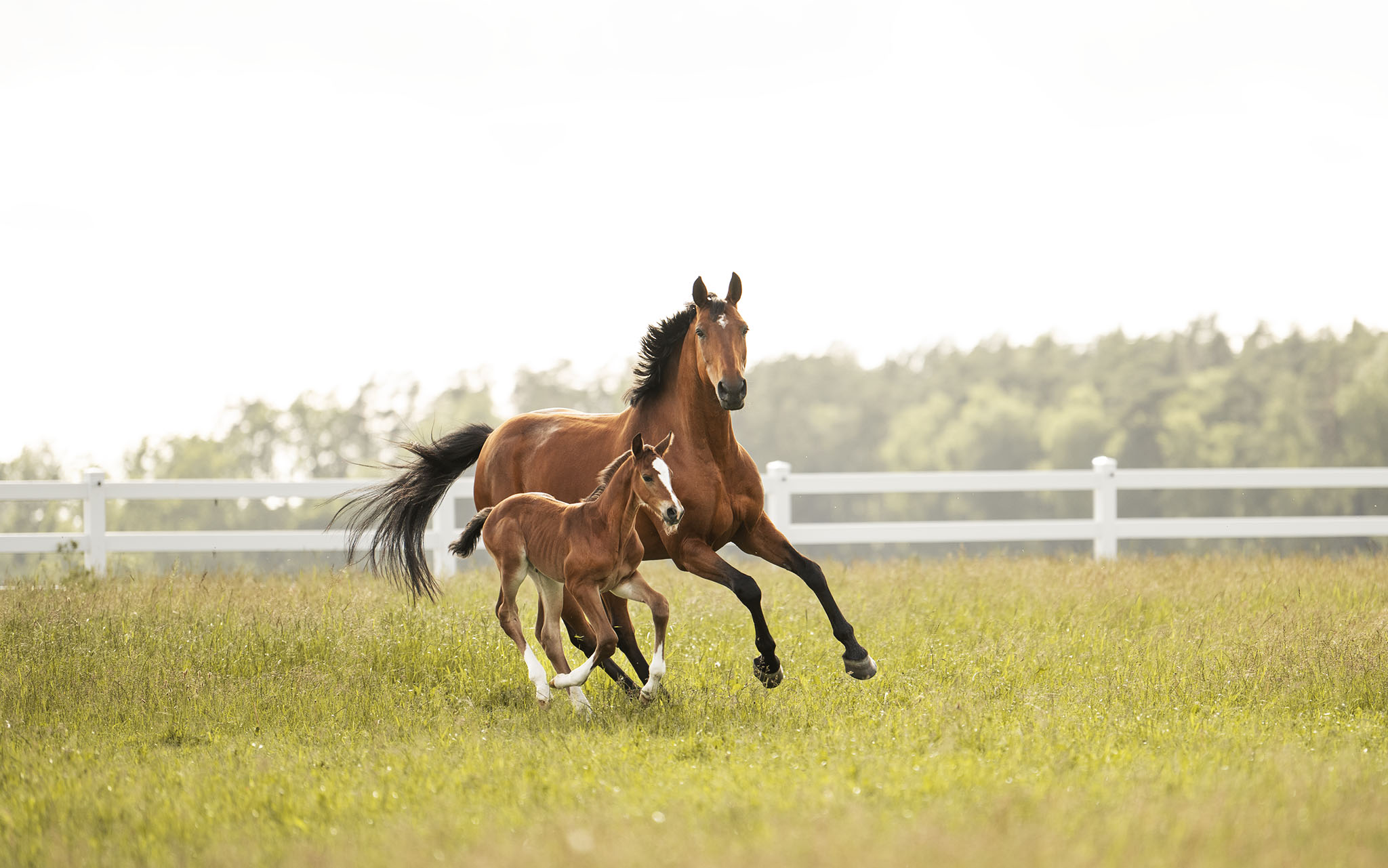 Sto och föl i rörelse på Horsepartners sommarbete